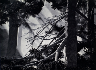 Wald 2007