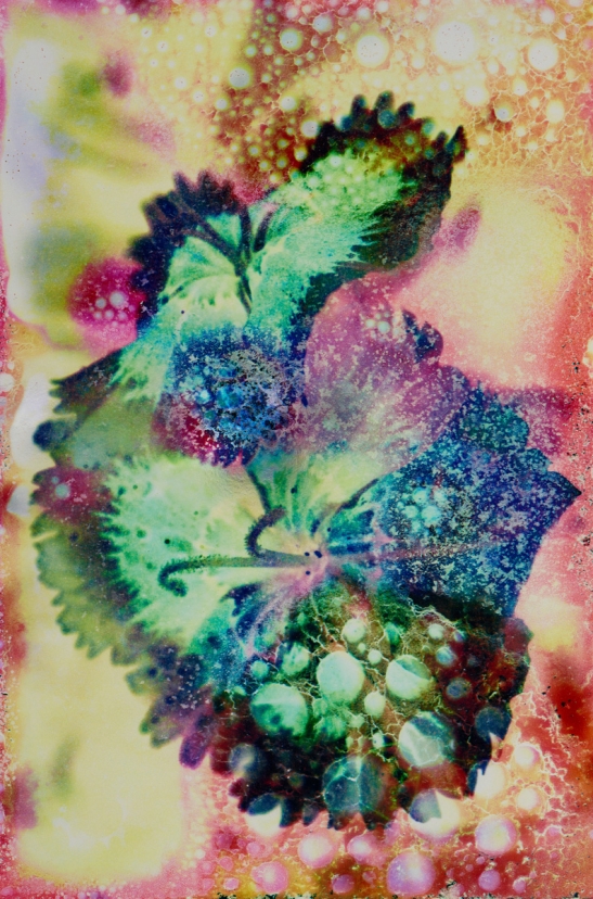 Gardens of Dreams N°2, 2024