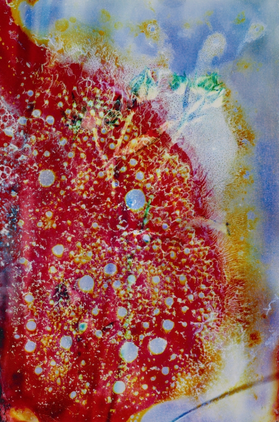 Gardens of Dreams N°4, 2024
