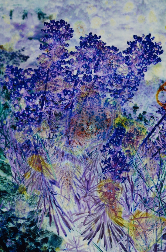 Gardens of Dreams N°8, 2024